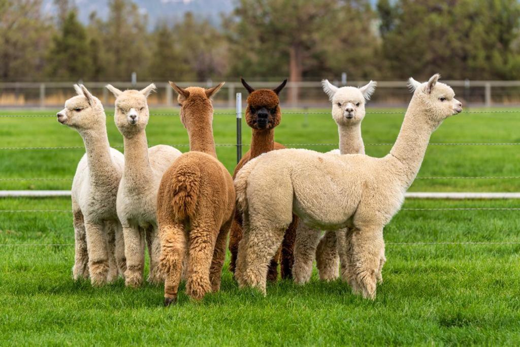 Alpaca Farm And B&B - Mama Adama Grandola Luaran gambar